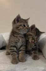 Britse korthaar kittens, Dieren en Toebehoren, Katten en Kittens | Raskatten | Korthaar