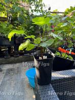 Vijgenboompje Peretta Two Timer, Minder dan 100 cm, Lente, Volle zon, Ophalen of Verzenden