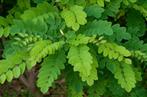 **ACTIE** Robinia pseudoacacia, acasia, Ophalen of Verzenden, Lente, 100 tot 250 cm, Volle zon