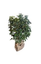 Portugese Laurier (Prunus lusitanica) - Kluit, Tuin en Terras, Ophalen of Verzenden, Laurier, Haag, Minder dan 100 cm