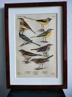 Litho Floericke Kwikstaart Graspieper Boompieper 1922, Ophalen of Verzenden
