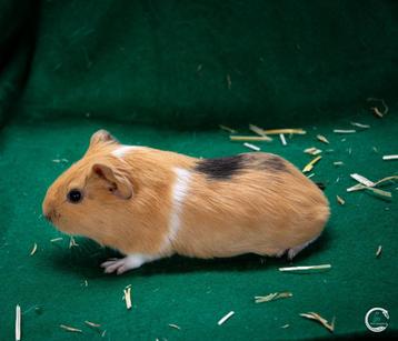 jonge cavia's 