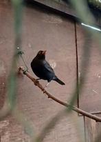 Merel man mutatie, Mannelijk, Wildzangvogel, Geringd