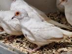 Diamantduif mutatie, Meerdere dieren, Tropenvogel