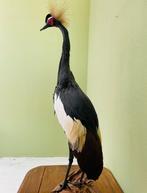 Mooie oogezette kroon kraanvogel ca 130cm nu 999, Ophalen of Verzenden, Nieuw, Beeldje of Figuurtje