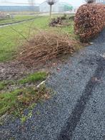 Wilgentenen wilgentakken gratis, Ophalen, Volle zon, Overige soorten, 100 tot 250 cm