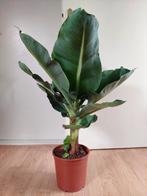 Musa Cavendish - Bananenplant H: 83 cm., Ophalen, Overige soorten, Halfschaduw, Minder dan 100 cm