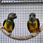 Koppel bonte boeren van 2015, Dieren en Toebehoren, Meerdere dieren, Parkiet