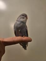 Dunfelo bfbw man, Dieren en Toebehoren, Vogels | Parkieten en Papegaaien, Mannelijk, Parkiet, Geringd