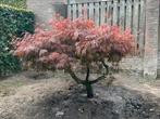 Japanse esdoorn - 150 cm - transportklaar, Tuin en Terras, Planten | Bomen, Ophalen, Bloeit niet, Halfschaduw, Overige soorten