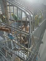Parkieten kooi met 4 parkieten, Ophalen, Zo goed als nieuw, Metaal, Vogelkooi