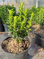 Te koop Eyuonimus Green spire, Ophalen, Zomer, Overige soorten, Volle zon