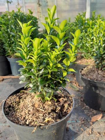 Te koop Eyuonimus Green spire beschikbaar voor biedingen