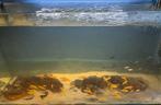 Jonge malawi vissen. Moet snel weg.LEES OMSCHRIJVING, Dieren en Toebehoren, Vis, Zoetwatervis
