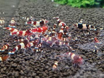 High Grade Red Wine garnalen  beschikbaar voor biedingen