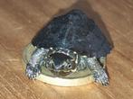 Jonge muskus schildpad, Dieren en Toebehoren, Schildpad, 0 tot 2 jaar