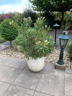 Oleander in pot, Tuin en Terras, Planten | Tuinplanten, Ophalen, Overige soorten, Volle zon