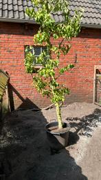 Conference perenboom in grote pot, Tuin en Terras, Ophalen, Volle zon, Overige soorten, 100 tot 250 cm