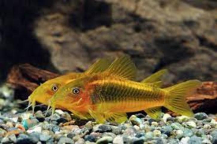Corydora peru orange - Koidream Valburg, Dieren en Toebehoren, Vissen | Aquariumvissen, Zoetwatervis, Vis