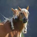 Verzorgsters aangeboden (moeder&dochter), Dieren en Toebehoren, Paarden en Pony's | Overige Paardenspullen, Ophalen of Verzenden