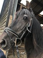 Friese merrie GEZOCHT!!, Dieren en Toebehoren, Paarden, Merrie, Zadelmak, Recreatiepaard, 7 tot 10 jaar