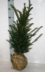 Taxus baccata, Tuin en Terras, Planten | Struiken en Hagen, Ophalen of Verzenden, Taxus, Struik, Minder dan 100 cm