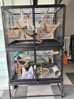 Grote rattenkooi met toebehoren hoog ongeveer 150 cm, Dieren en Toebehoren, Ophalen, Kooi, 110 cm of meer, Zo goed als nieuw