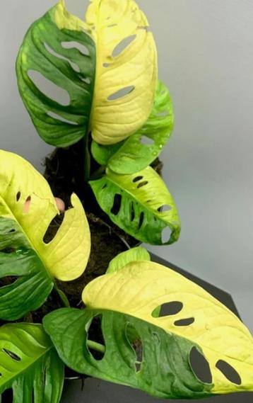Gezocht stekje Monstera adansonii aurea groen geel gatenplan beschikbaar voor biedingen