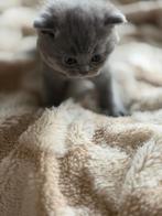 Britse korthaar kittens te koop, Dieren en Toebehoren