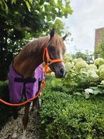 Lieve 8 jarige Welsh pony 1.30 merrie, Dieren en Toebehoren, Merrie, Recreatiepony