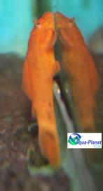 Ancistrus spec. "Red", Dieren en Toebehoren, Vis, Zoetwatervis