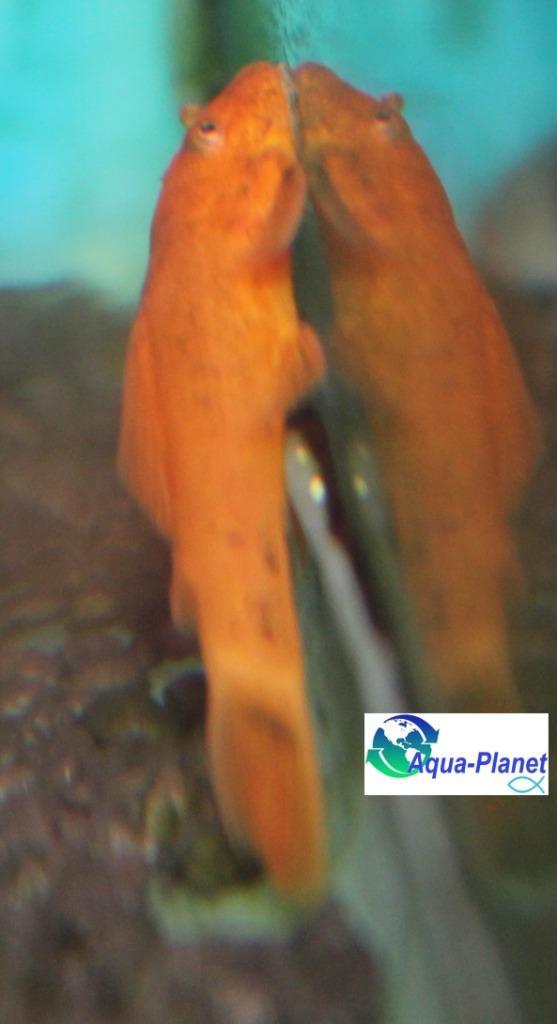 Ancistrus spec. "Red", Dieren en Toebehoren, Vissen | Aquariumvissen, Zoetwatervis, Vis