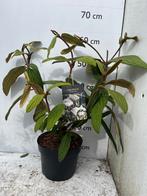 Viburnum rhytodiphyllum - Groenblijvende Sneeuwbal, Ophalen, Zomer, Halfschaduw