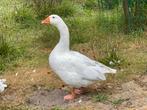 Lavendelkleurige gent gans ganzen, Dieren en Toebehoren, Mannelijk, Gans of Zwaan