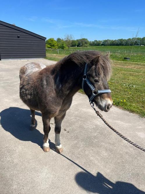 Leuke shetlander ruin, Dieren en Toebehoren, Pony's, Ruin, A pony (tot 1.17m), Recreatiepony