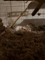 2 Mongoolse gerbils, Dieren en Toebehoren, Knaagdieren, Mannelijk, Rat, Na 1 juli 2024, Tam