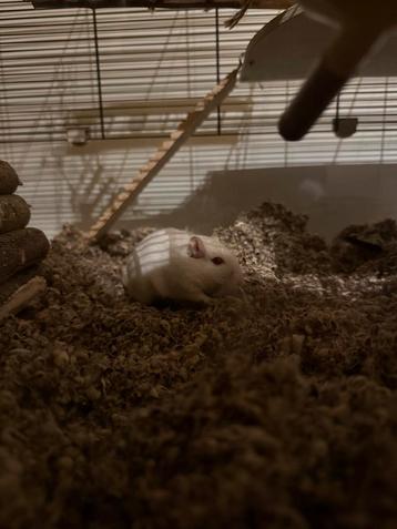 2 Mongoolse gerbils beschikbaar voor biedingen