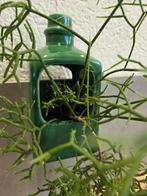 Rhipsalis rotskoraal in vintage groene hangpot, bloempot, Ophalen, Overige soorten, Minder dan 100 cm