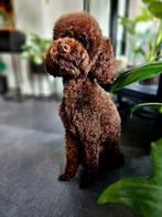 Toy poedel dekreu nieuw bloed!, Dieren en Toebehoren, Honden | Dekreuen, Reu, 1 tot 2 jaar, Eén hond, Nederland