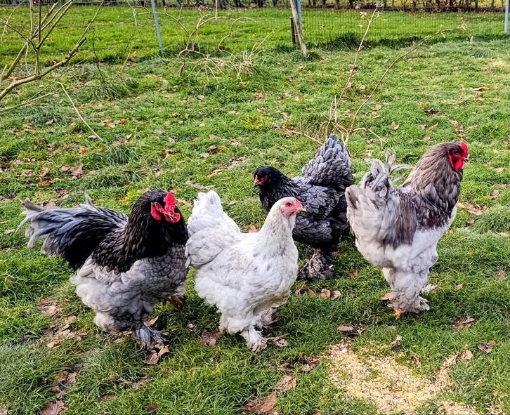 Brahma Broedeieren Groothoender, Dieren en Toebehoren, Pluimvee, Kip, Geslacht onbekend