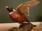 Fazant opgezet. Prachtige houding. Unieke eyecatcher, Ophalen of Verzenden, Zo goed als nieuw, Vogel, Opgezet dier