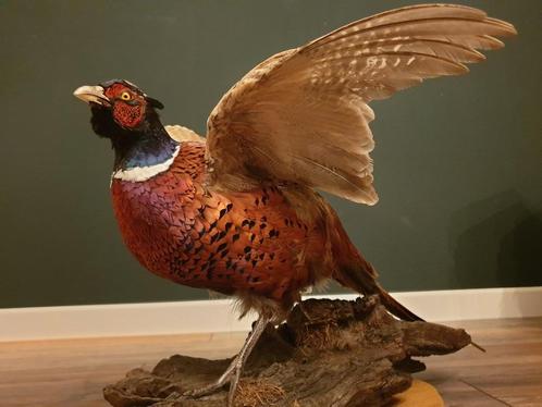 Fazant opgezet. Prachtige houding. Unieke eyecatcher, Verzamelen, Dierenverzamelingen, Zo goed als nieuw, Opgezet dier, Vogel