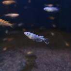 Rijstvisje wit - Orzyzias latipes, Dieren en Toebehoren, Vissen | Aquariumvissen, Vis, Zoetwatervis, Schoolvis