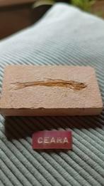 Zeldzaam Vis Fossiel uit Ceará, Verzamelen, Mineralen en Fossielen, Ophalen of Verzenden, Fossiel