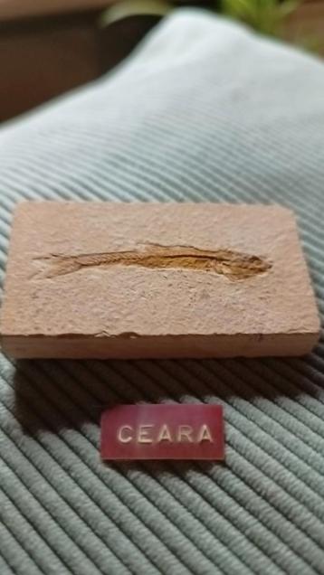 Zeldzaam Vis Fossiel uit Ceará beschikbaar voor biedingen