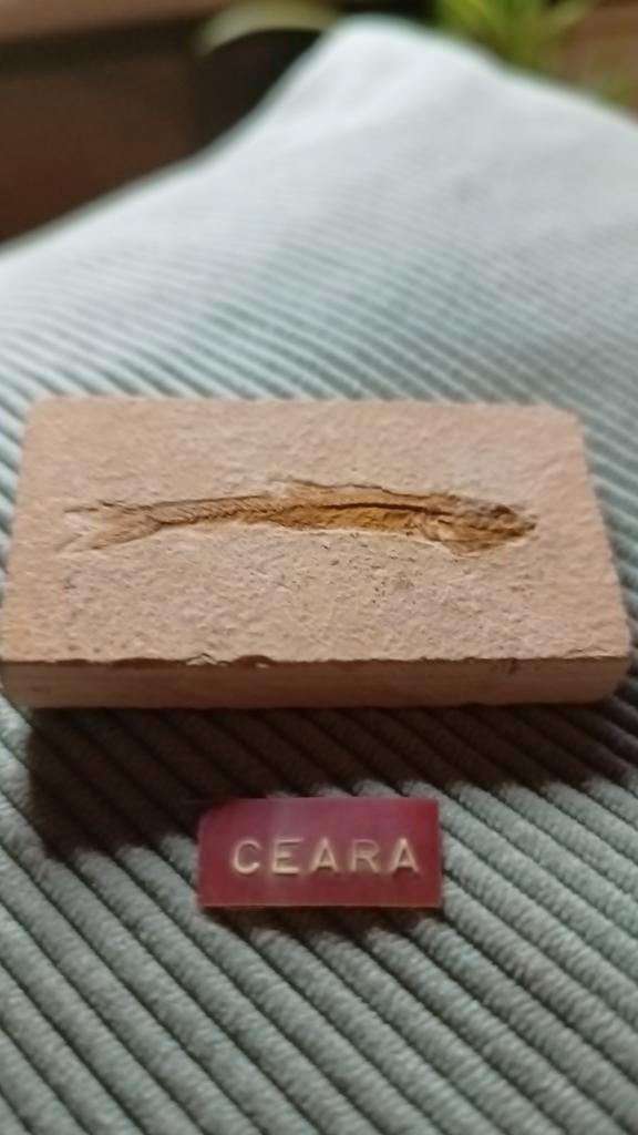 Zeldzaam Vis Fossiel uit Ceará, Verzamelen, Mineralen en Fossielen, Fossiel, Ophalen of Verzenden