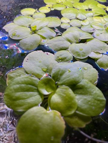 Amazone kikkerbeet, Limnobium Laevigatum aquarium drijfplant beschikbaar voor biedingen