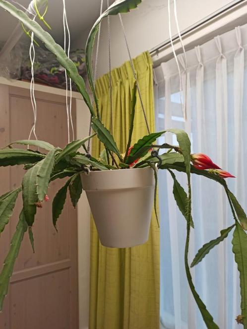 Elho Urban Loft hangpot wit 20cm 3L. 4x, Tuin en Terras, Bloembakken en Plantenbakken, Nieuw, Kunststof, Binnen, Balkon, Tuin
