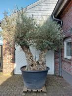 MINSTENS 10% KORTING OP AL ONZE OLIJFBOMEN, In pot, Halfschaduw, Ophalen of Verzenden, Lente