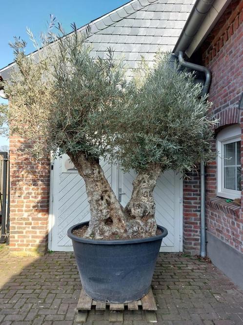 MINSTENS 10% KORTING OP AL ONZE OLIJFBOMEN, Tuin en Terras, Planten | Bomen, Olijfboom, 100 tot 250 cm, Halfschaduw, Lente, In pot